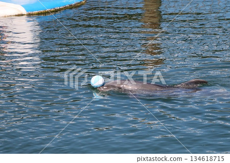 海豚玩球 134618715