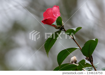 Red flowers of Camellia japonica Red flowers of Camellia japonica 134618750