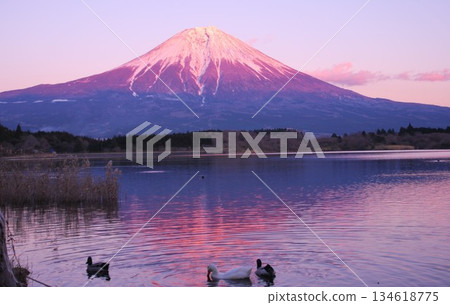 富士山和狸湖水禽 富士山和狸湖水禽 134618775