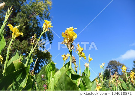 Yellow canna indica flowers blooming in a garden bed under clear blue sky. Tropical ornamental plant with tall stems and green leaves in summer sunlight 134618871
