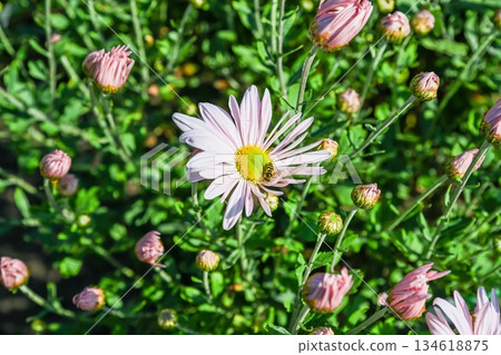 Sea Foam chrysanthemum with pale pink petals and green centers blooming in a garden. Sea Foam chrysanthemum with pale pink petals and green centers blooming in a garden. 134618875