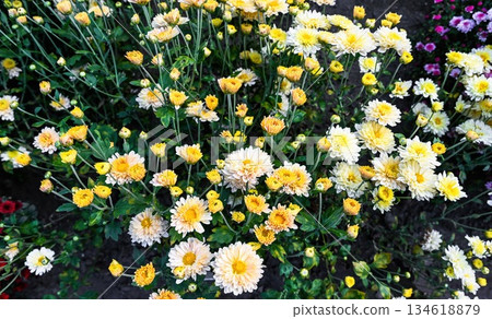 Chrysanthemum Kremovaya bush with tender yellow white blossoms in the garden. Elegant floral plant symbolizing autumn calm and beauty. Chrysanthemum Kremovaya bush with tender yellow white blossoms in the garden. Elegant floral plant symbolizing autumn calm and beauty. 134618879
