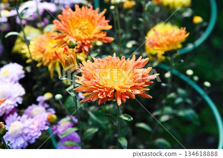 Orange yellow chrysanthemum Arlequin blooming in garden with layered petals and soft bokeh background decorative autumn flower 134618888