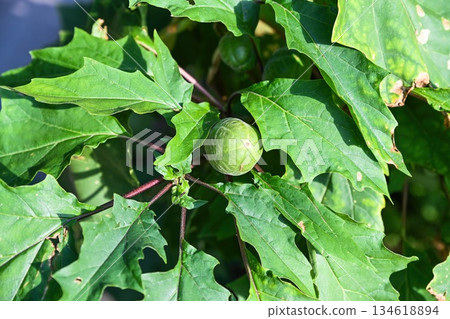 Green immature fruits of Datura stramonium var. inermis on branched stems, detailed view of toxic wild plant foliage in summer nature Green immature fruits of Datura stramonium var. inermis on branched stems, detailed view of toxic wild plant foliage in summer nature 134618894