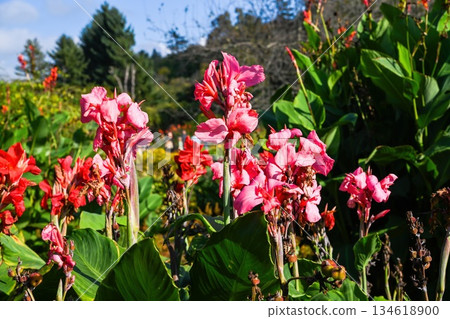 Tall Pink President canna plants with vivid pink flowers and lush leaves growing in garden, colorful summer botanical background 134618900