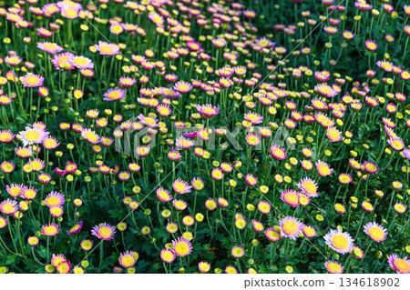 Dense field of blooming chrysanthemum flowers with pink petals and yellow centers creating a natural floral background rich in texture and copy space Dense field of blooming chrysanthemum flowers with pink petals and yellow centers creating a natural floral background rich in texture and copy space 134618902