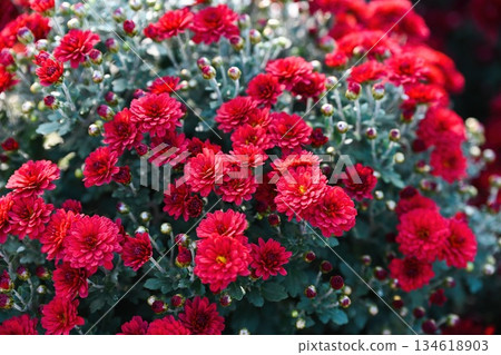 Red chrysanthemum Gnomik blooming in a dense garden bush with many small flowers and buds. Ornamental autumn plant with rich red color. Red chrysanthemum Gnomik blooming in a dense garden bush with many small flowers and buds. Ornamental autumn plant with rich red color. 134618903