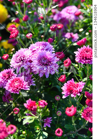 Blooming Korean chrysanthemum Okishor with pink purple flowers and red buds in a garden flowerbed. Blooming Korean chrysanthemum Okishor with pink purple flowers and red buds in a garden flowerbed. 134618904