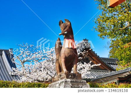 Beautiful cherry blossoms and guardian foxes at Fushimi Inari Taisha Shrine in Kyoto (Fushimi Ward, Kyoto City, Kyoto Prefecture) 134619138