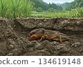 A mole cricket in its underground burrow 134619148