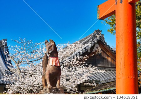 京都伏見稻荷大社(京都府京都市伏見區)美麗的櫻花與守護狐狸 京都伏見稻荷大社(京都府京都市伏見區)美麗的櫻花與守護狐狸 134619351