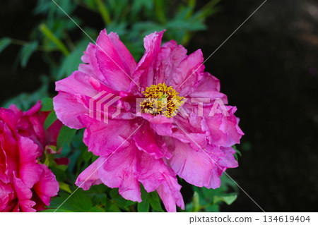 Beautiful flower of paeonia plant 134619404