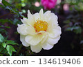 Beautiful flower of paeonia plant 134619406