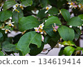 White flower of orange on tree 134619414