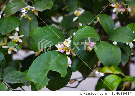 White flower of orange on tree 134619414