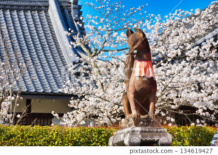 Beautiful cherry blossoms and guardian foxes at Fushimi Inari Taisha Shrine in Kyoto (Fushimi Ward, Kyoto City, Kyoto Prefecture) 134619427