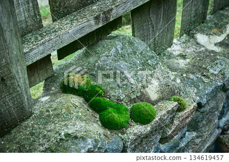 Green moss growing on weathered stone wall with rustic wooden fence 134619457