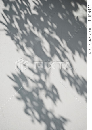 Real photograph botanical plant branch casting beautiful shadows rustic neutral wall cozy background 134619463