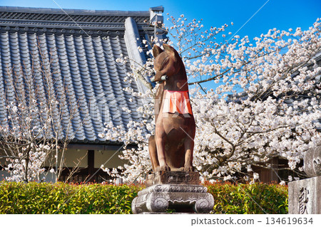 Beautiful cherry blossoms and guardian foxes at Fushimi Inari Taisha Shrine in Kyoto (Fushimi Ward, Kyoto City, Kyoto Prefecture) Beautiful cherry blossoms and guardian foxes at Fushimi Inari Taisha Shrine in Kyoto (Fushimi Ward, Kyoto City, Kyoto Prefecture) 134619634