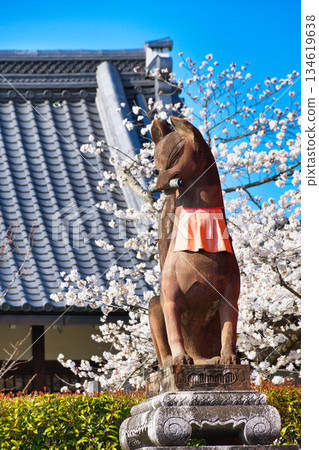 京都伏見稻荷大社（京都府京都市伏見區）美麗的櫻花與守護狐狸 134619638