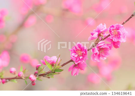 桃花 桃花 134619641