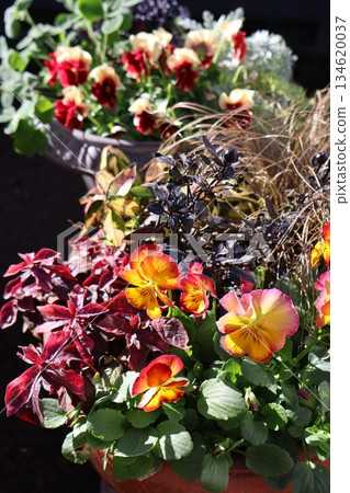 褶邊三色堇種植與盆栽 褶邊三色堇種植與盆栽 134620037