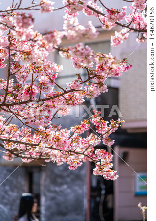 [Shizuoka Prefecture] Atami cherry blossoms bloom in vibrant colors in the city of Atami 134620156