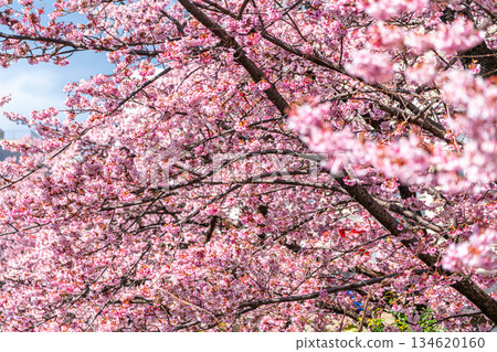 [Shizuoka Prefecture] Atami cherry blossoms bloom in vibrant colors in the city of Atami 134620160
