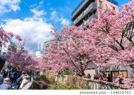 [Shizuoka Prefecture] Atami cherry blossoms bloom in vibrant colors in the city of Atami 134620161