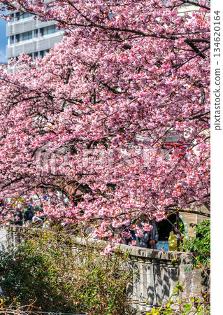 【靜岡縣】熱海市櫻花盛開，色彩絢麗 134620164