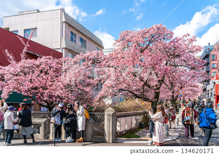 [Shizuoka Prefecture] Atami cherry blossoms bloom in vibrant colors in the city of Atami 134620171