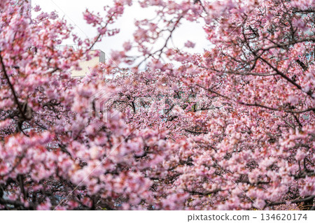【靜岡縣】熱海市櫻花盛開，色彩絢麗 134620174