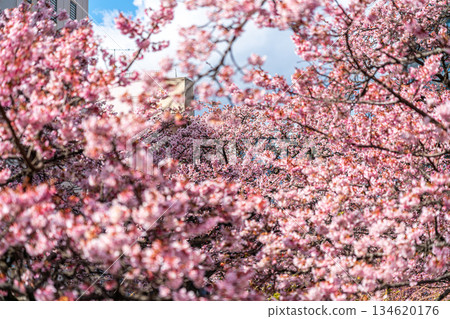 [Shizuoka Prefecture] Atami cherry blossoms bloom in vibrant colors in the city of Atami 134620176