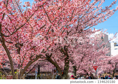 【靜岡縣】熱海市櫻花盛開，色彩絢麗 134620180