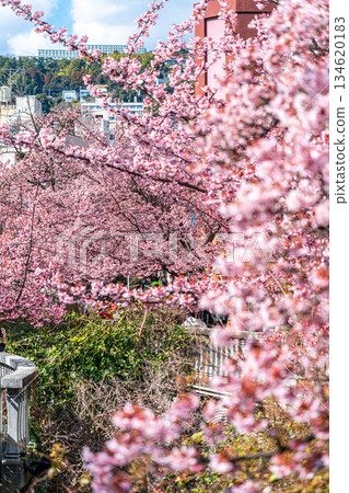 【靜岡縣】熱海市櫻花盛開，色彩絢麗 134620183