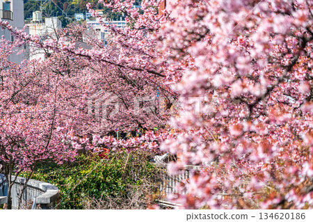 【靜岡縣】熱海市櫻花盛開，色彩絢麗 134620186