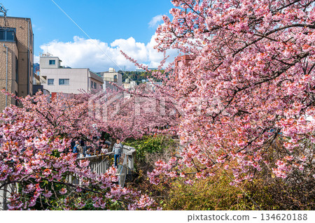 【靜岡縣】熱海市櫻花盛開，色彩絢麗 134620188