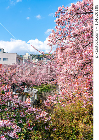 【靜岡縣】熱海市櫻花盛開，色彩絢麗 134620189