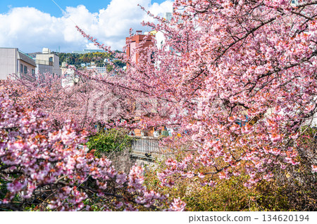 [Shizuoka Prefecture] Atami cherry blossoms bloom in vibrant colors in the city of Atami 134620194