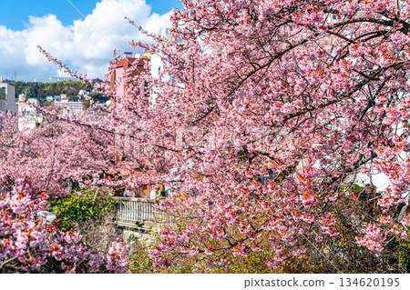 【靜岡縣】熱海市櫻花盛開，色彩絢麗 134620195