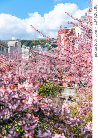 【靜岡縣】熱海市櫻花盛開，色彩絢麗 134620196