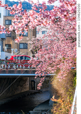 【靜岡縣】熱海市櫻花盛開，色彩絢麗 134620200