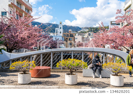 【靜岡縣】熱海市櫻花盛開,色彩絢麗 【靜岡縣】熱海市櫻花盛開,色彩絢麗 134620201