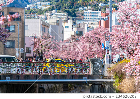 [Shizuoka Prefecture] Atami cherry blossoms bloom in vibrant colors in the city of Atami 134620202