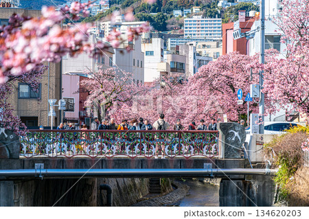 【靜岡縣】熱海市櫻花盛開,色彩絢麗 【靜岡縣】熱海市櫻花盛開,色彩絢麗 134620203
