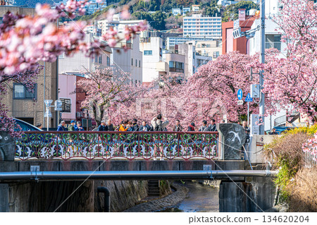 [Shizuoka Prefecture] Atami cherry blossoms bloom in vibrant colors in the city of Atami 134620204