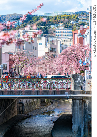 【靜岡縣】熱海市櫻花盛開,色彩絢麗 【靜岡縣】熱海市櫻花盛開,色彩絢麗 134620205