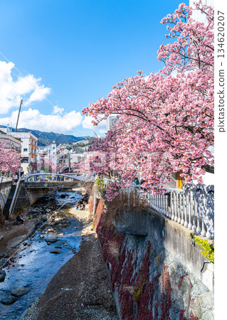 【靜岡縣】熱海市櫻花盛開,色彩絢麗 【靜岡縣】熱海市櫻花盛開,色彩絢麗 134620207