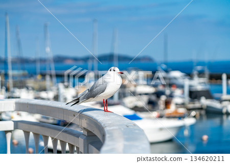 【靜岡縣】熱海，黑頭鷗眺望海 134620211