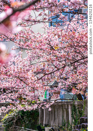 【靜岡縣】熱海市櫻花盛開，色彩絢麗 134620216